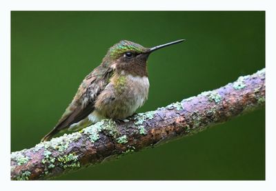 Ruby-throated Hummingbird