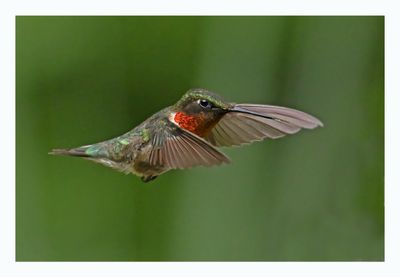 Ruby-throated Hummingbird