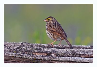 Savannah Sparrow