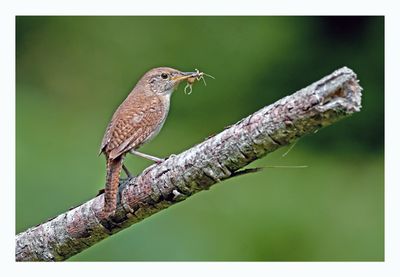 House Wren