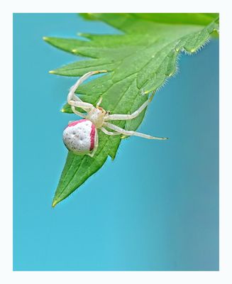 Crab Spider