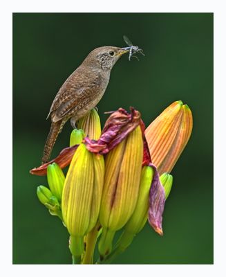 House Wren