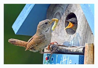 House Wren