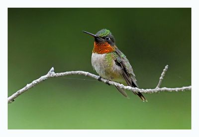 Ruby-throated Hummingbird