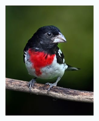 Rose-breasted Grosbeak