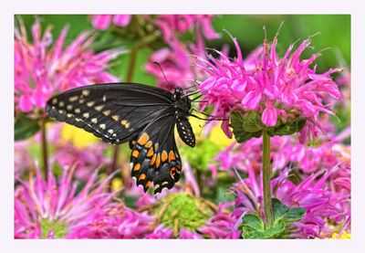 Black Swallowtail