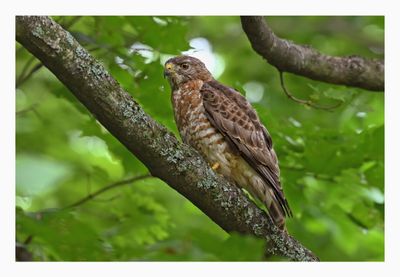 Broad-winged Hawk