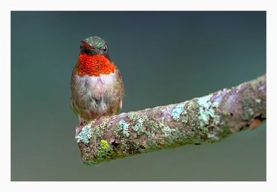 Ruby-throated Hummingbird