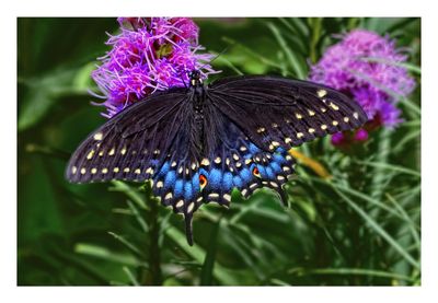 Black-Swallowtail