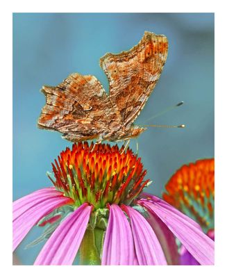 Eastern Comma