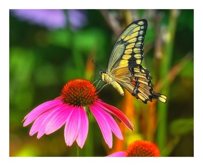 Giant Swallowtail