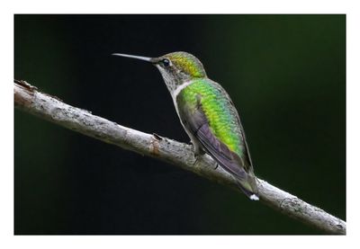 Ruby-throated Hummingbird