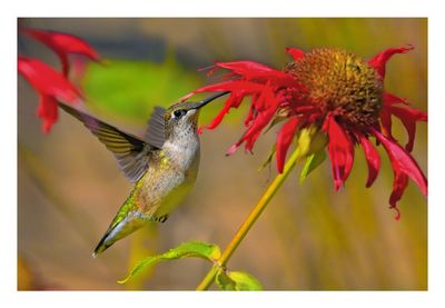 Ruby-throated Hummingbird