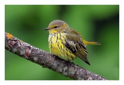 Cape May Warbler