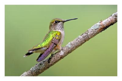 Ruby-throated Hummingbird