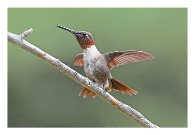 Ruby-throated Hummingbird