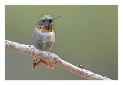 Ruby-throated Hummingbird