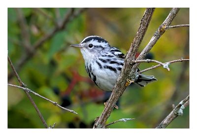 Black & White Warbler