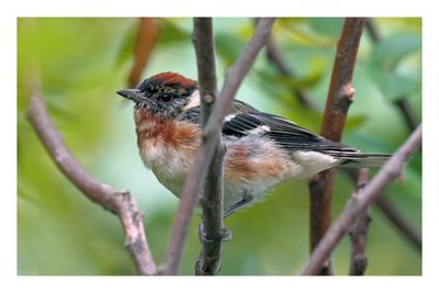 Bay-breasted Warbler