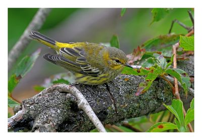 Cape May Warbler