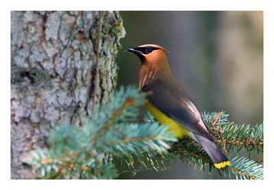 Cedar Waxwing