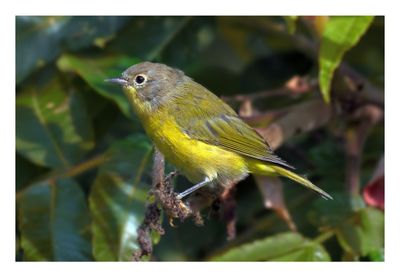 Nashville Warbler