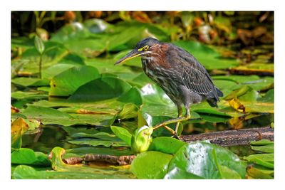 Green Heron