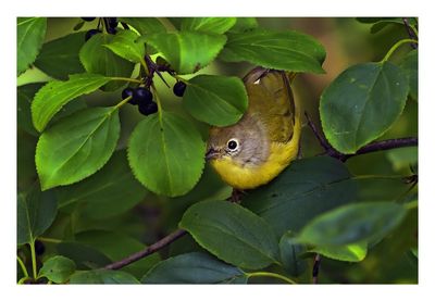 Nashville Warbler