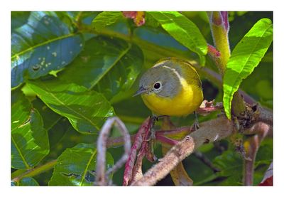 Nashville Warbler