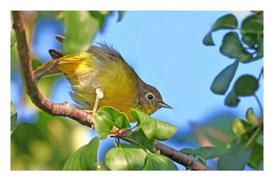 Nashville Warbler