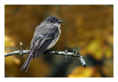 Eastern Phoebe