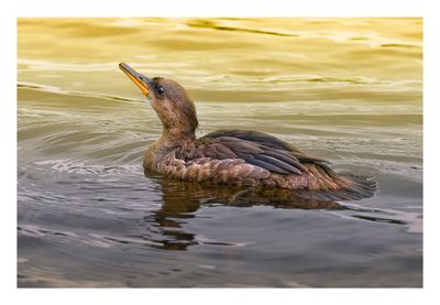 Hooded Merganser