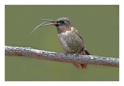 Ruby-throated Hummingbird