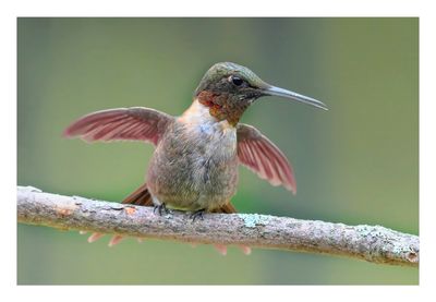 Ruby-throated Hummingbird