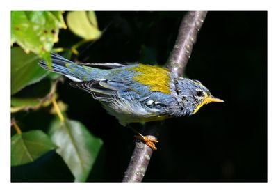 Northern Parula