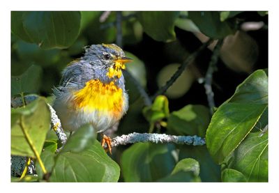 Northern Parula