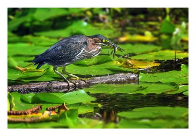 Green Heron