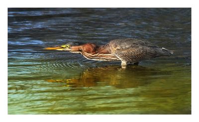 Green Heron