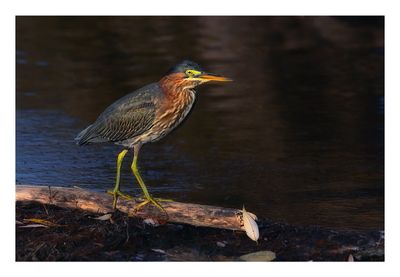 Green Heron