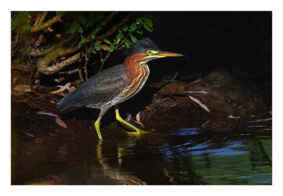 Green Heron