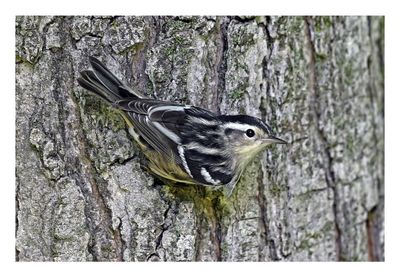 Black & White Warbler