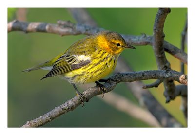 Cape May Warbler