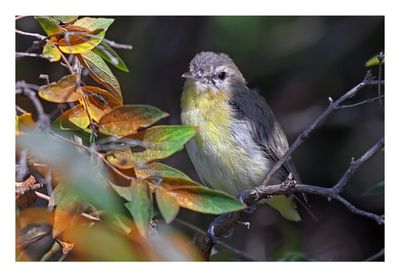 Philadelphia Vireo 