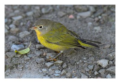 Nashville Warbler