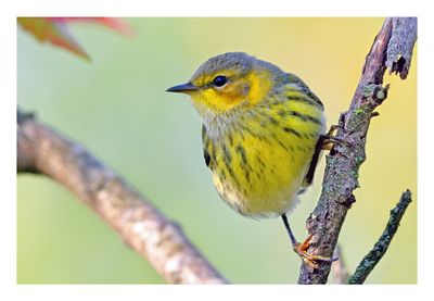 Cape May Warbler