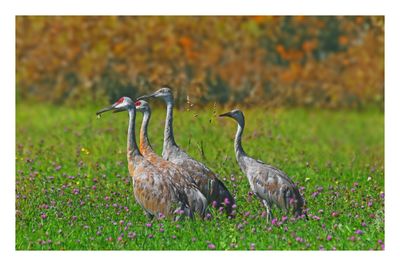 Sandhill Crane