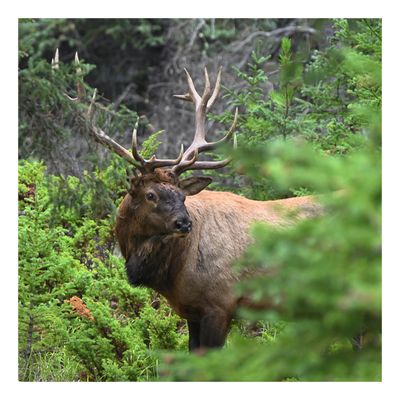 Elk