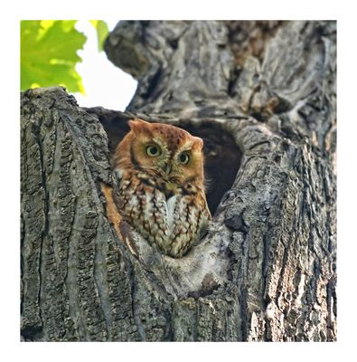 Red Morph Eastern Screech Owl