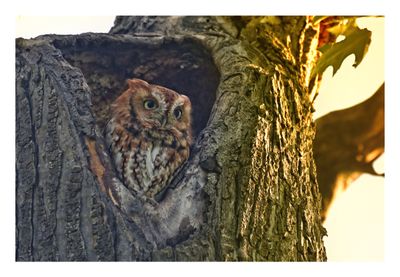 Red Morph Eastern Screech Owl