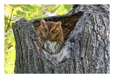 Red Morph Eastern Screech Owl